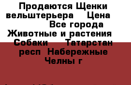 Продаются Щенки вельштерьера  › Цена ­ 27 000 - Все города Животные и растения » Собаки   . Татарстан респ.,Набережные Челны г.